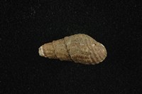 藏品(瘤蜷)的圖片